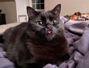 can i play marshock200 on my laptop