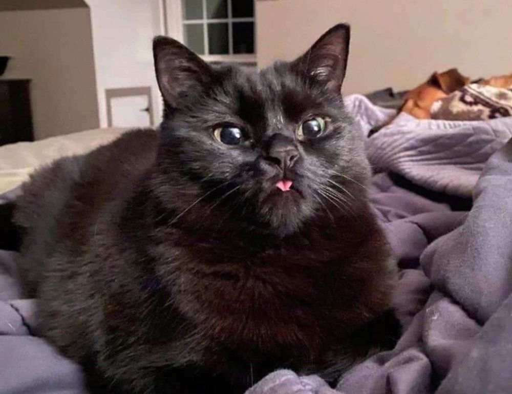 can i play marshock200 on my laptop