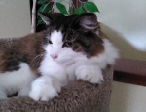 why can't i open a game marshock200 on pc