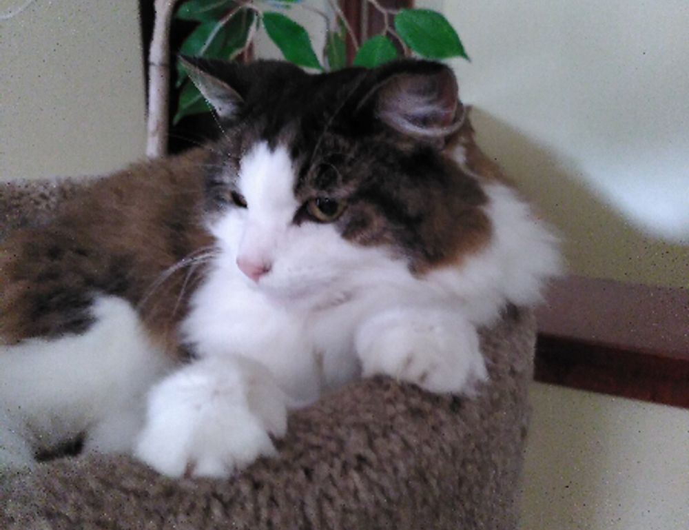 why can't i open a game marshock200 on pc